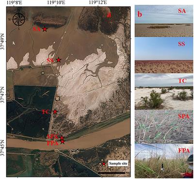 Spatial distribution of soil iron across different plant communities along a hydrological gradient in the Yellow River Estuary wetland